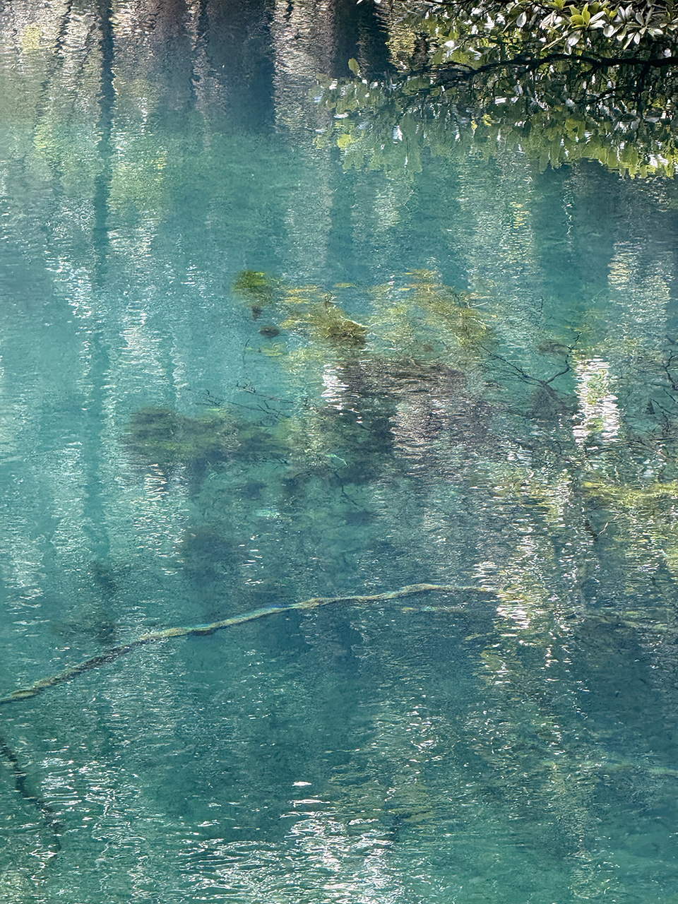 水中の倒木が見えるほど透明度の高い丸池様