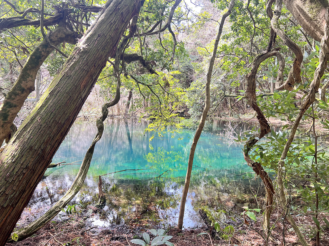 森に囲まれた丸池様の湧水池