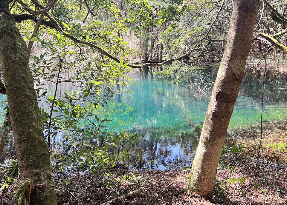 森の中にある青く澄んだ池と水面に映る木々
