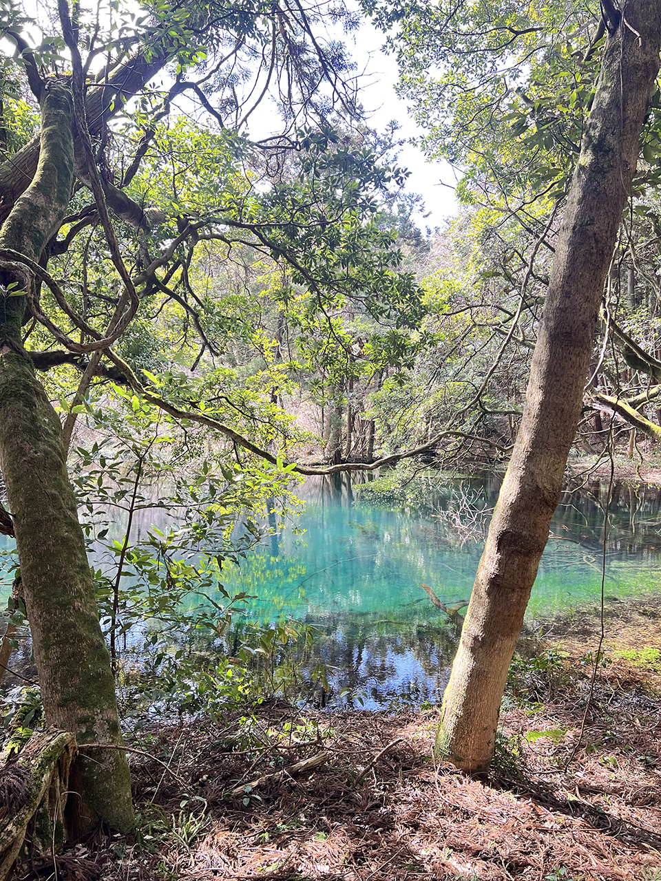 森の中にある青く澄んだ池と水面に映る木々
