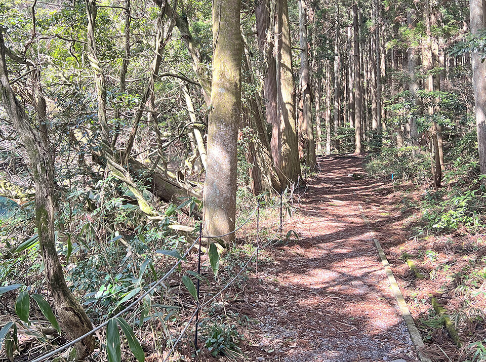 森の中に続く細い遊歩道と木々