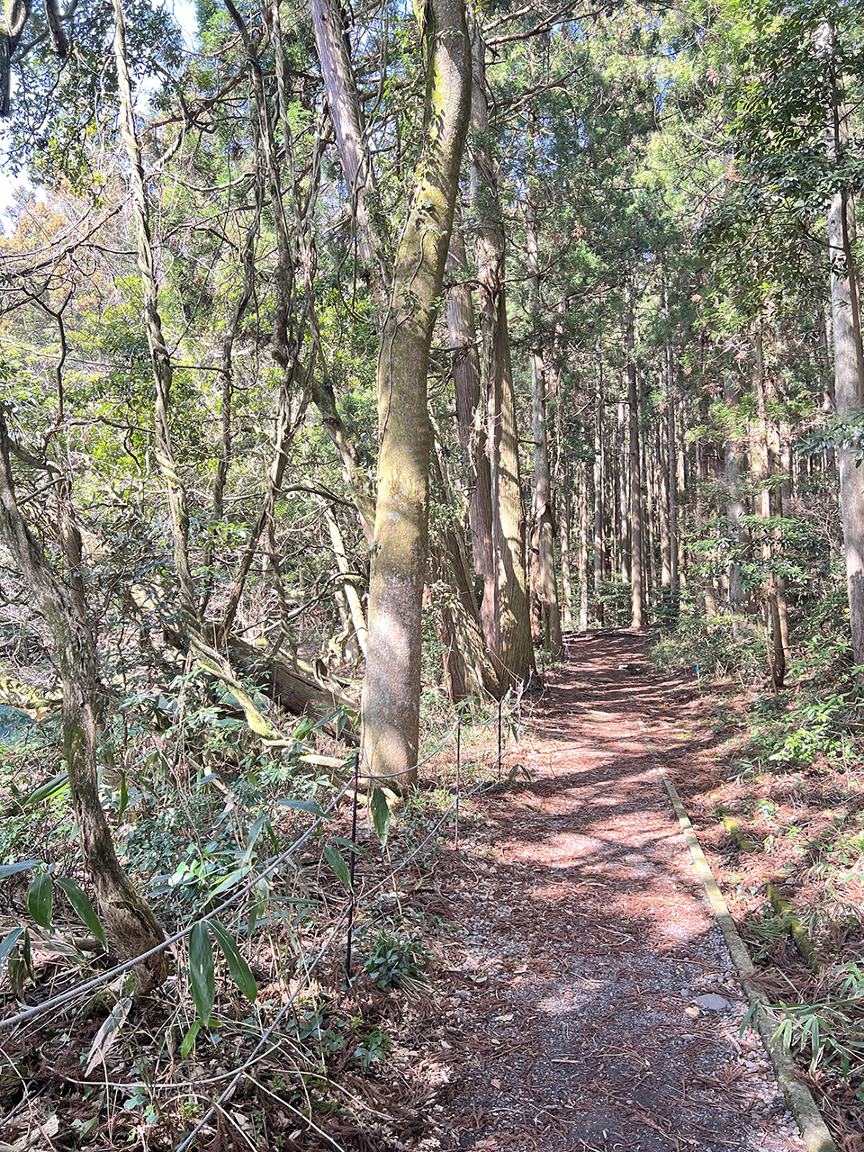 森の中に続く細い遊歩道と木々