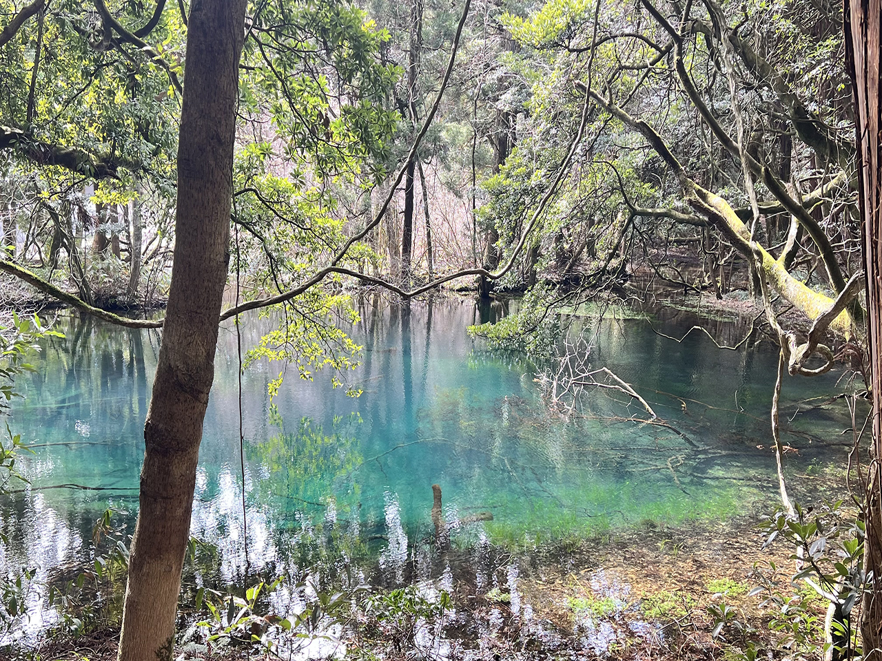 【山形県遊佐町】神秘的な空間で心が洗われる場所「丸池様」｜写真映え間違いなし！！ アイキャッチ
