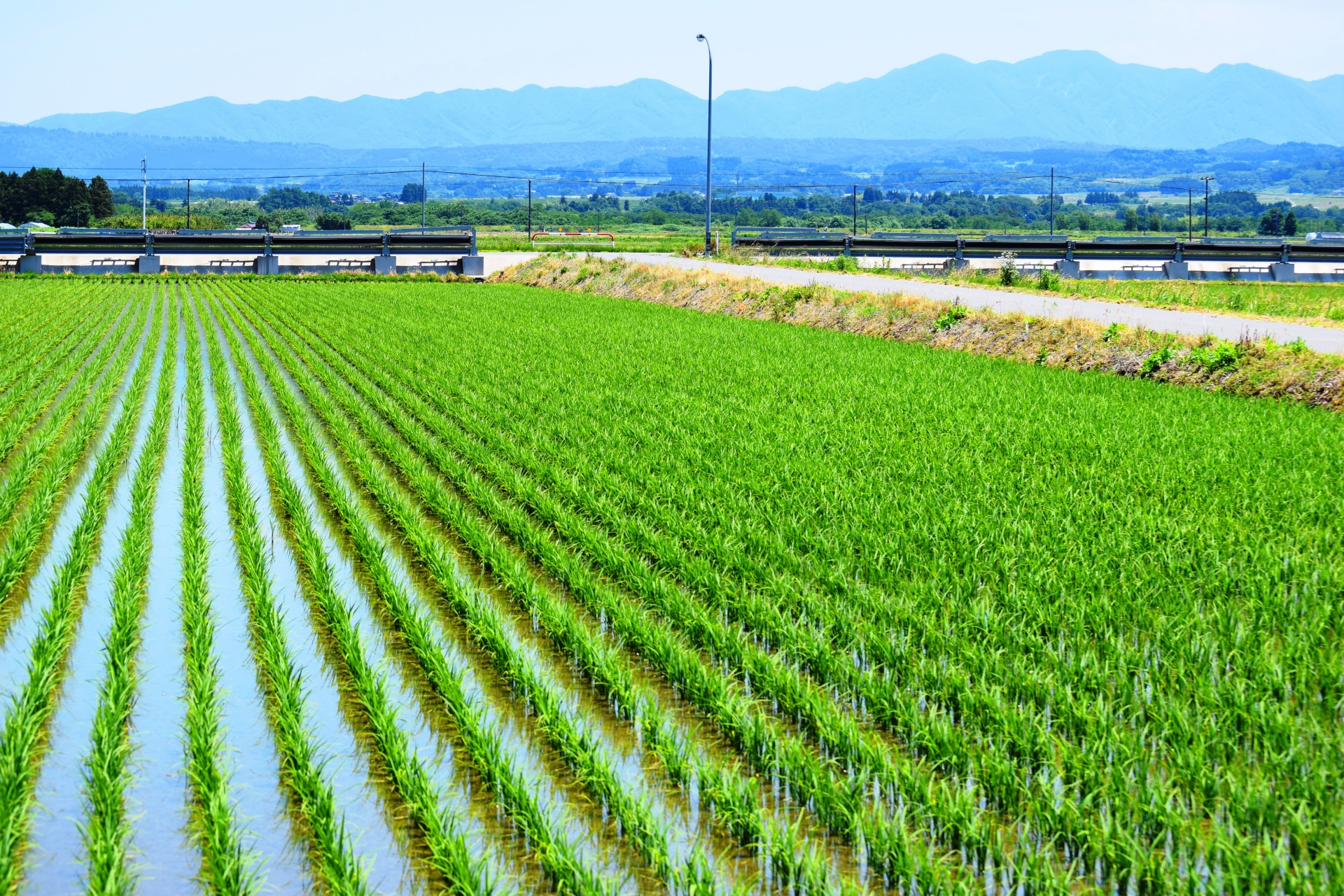 お米の畑