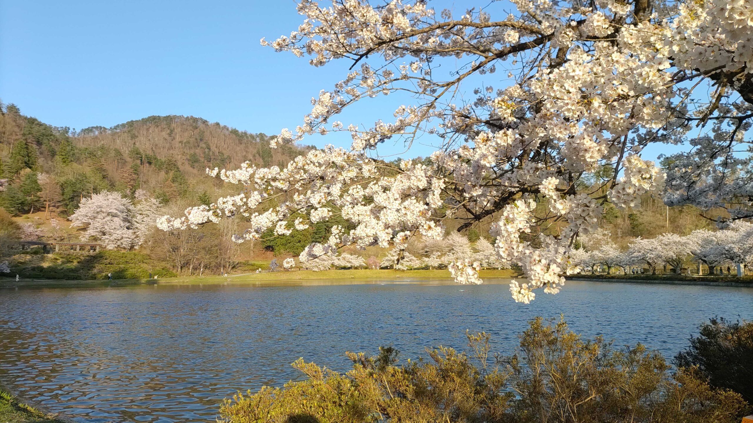 【山形・東根市】桜の名所として知られる堂ノ前公園｜家族で楽しむおすすめポイントを紹介 アイキャッチ