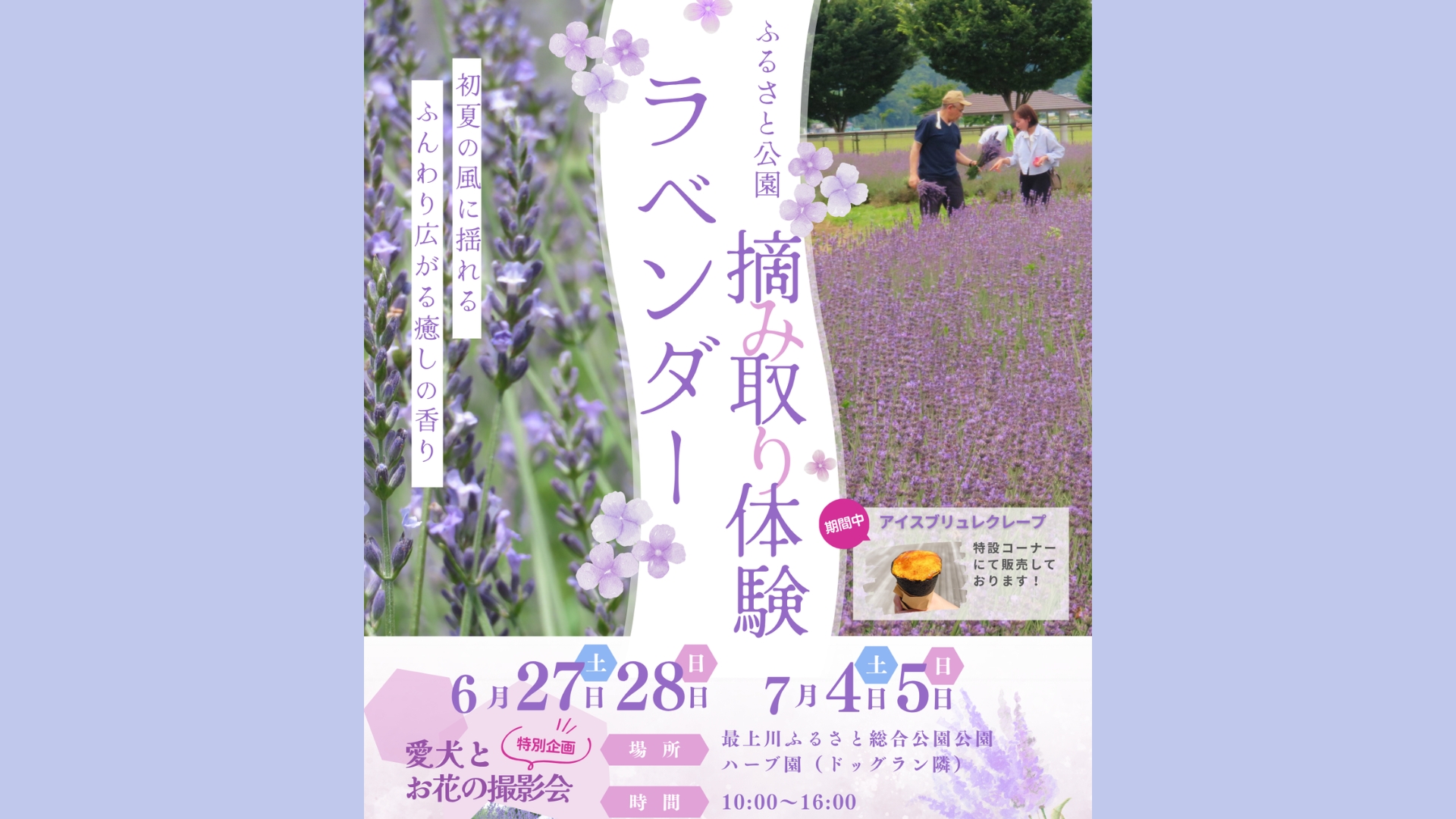 【6/27イベント情報】寒河江市 ラベンダー摘み取り体験&ラベンダー畑ペット撮影会 アイキャッチ