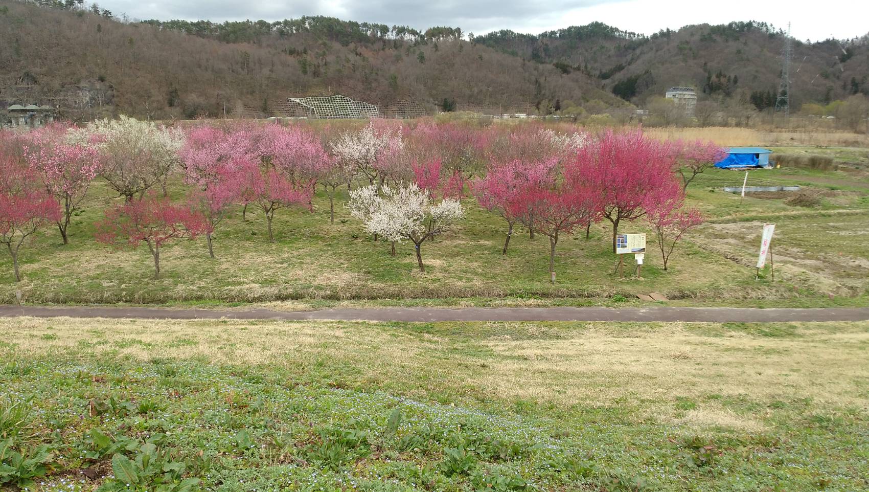 【山形・長井市】約300本の梅が咲き誇る「慶助さんの梅林」｜春色の絶景を散策 アイキャッチ