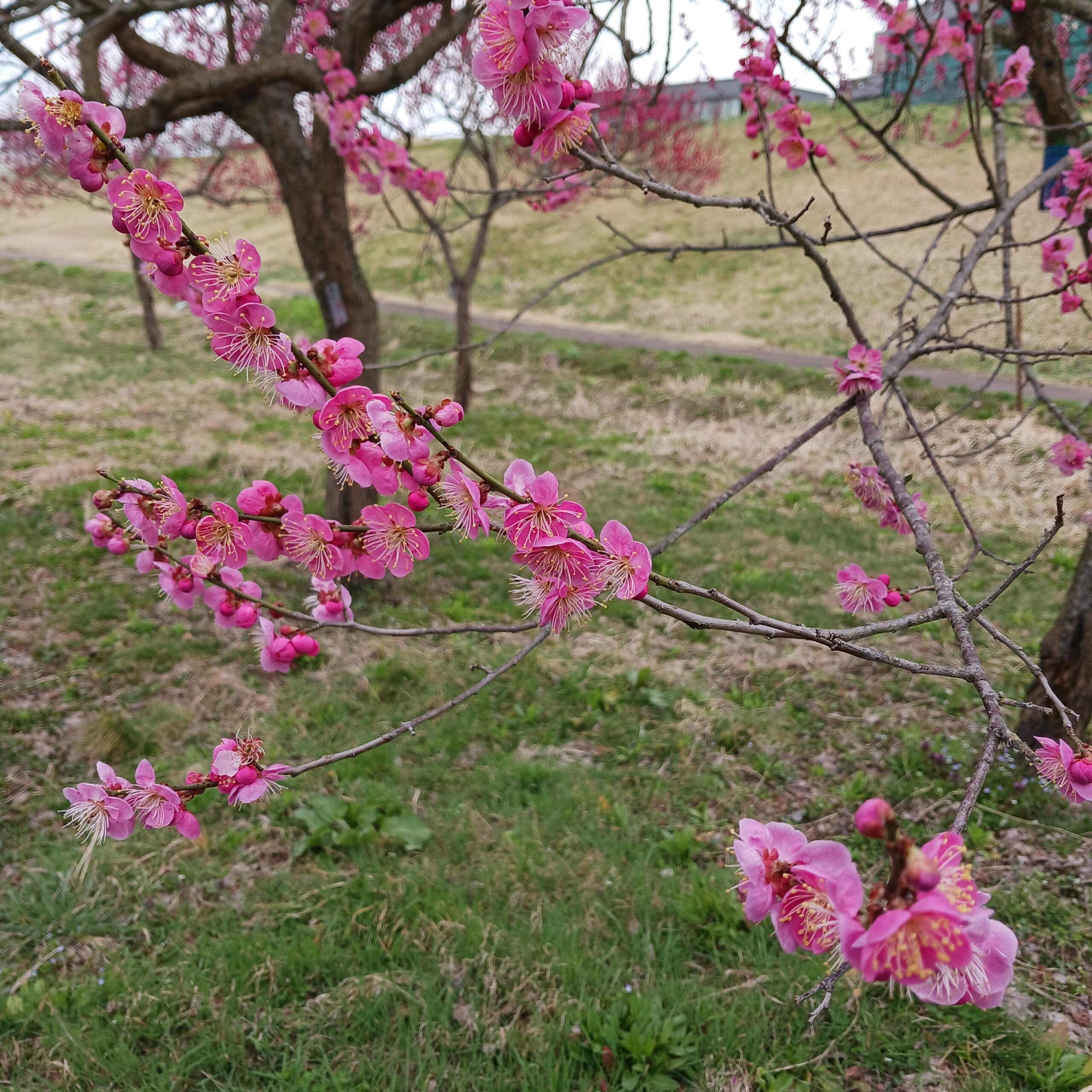 梅の花のアップ