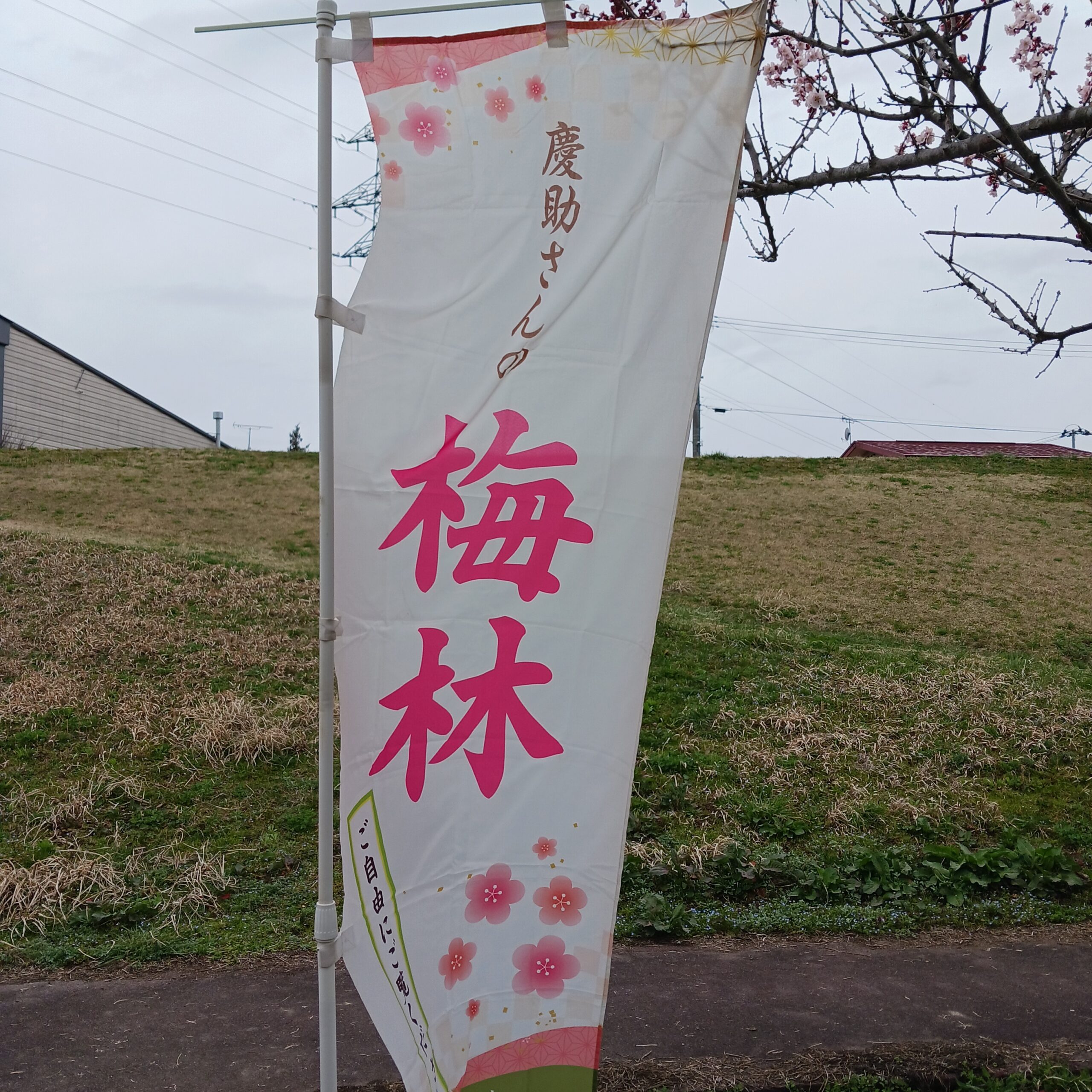 慶助さんの梅林ののぼり旗
