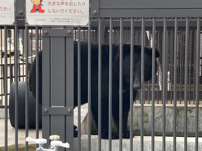 こちらを見つめるクマ