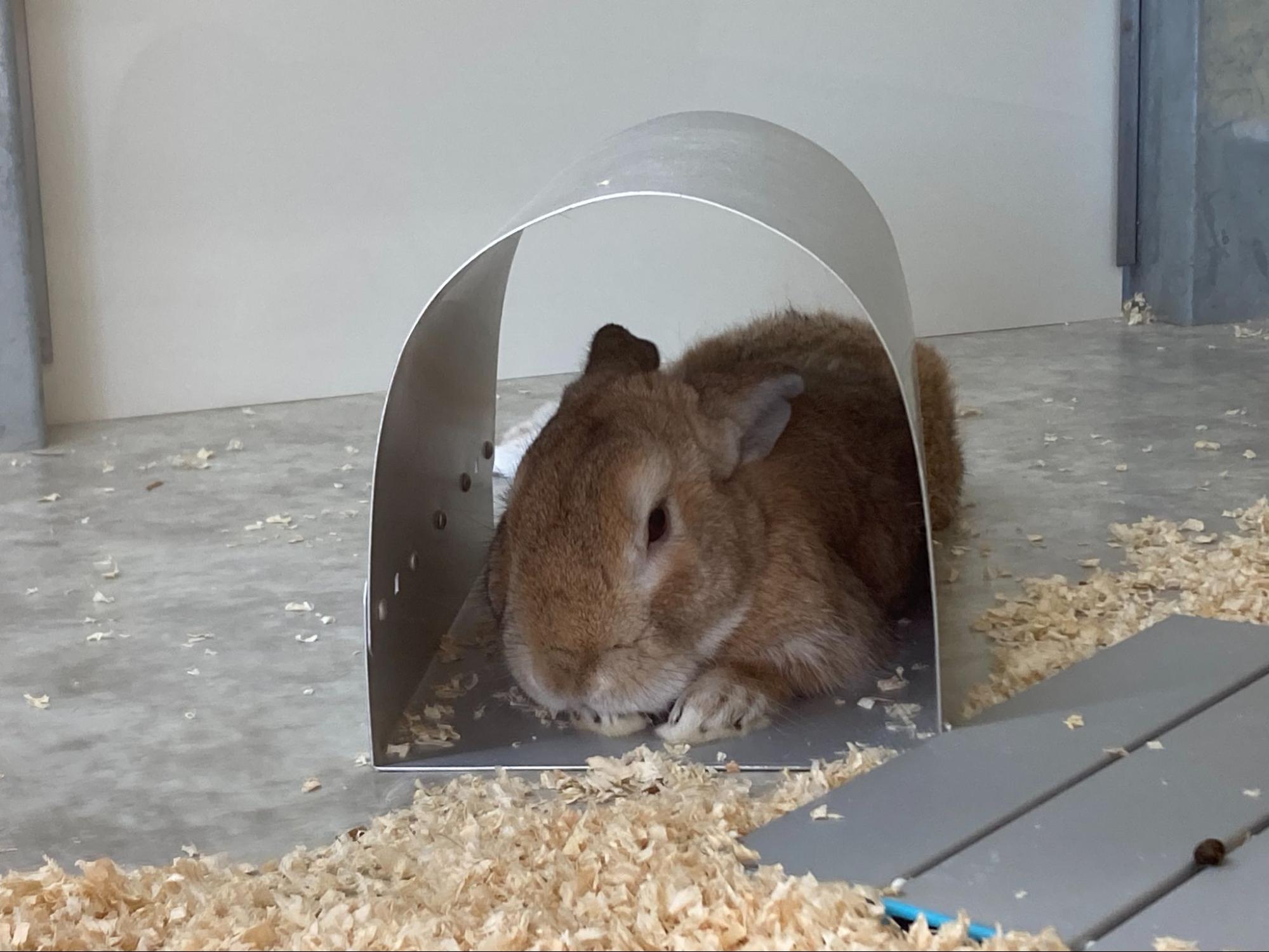 うさぎの写真