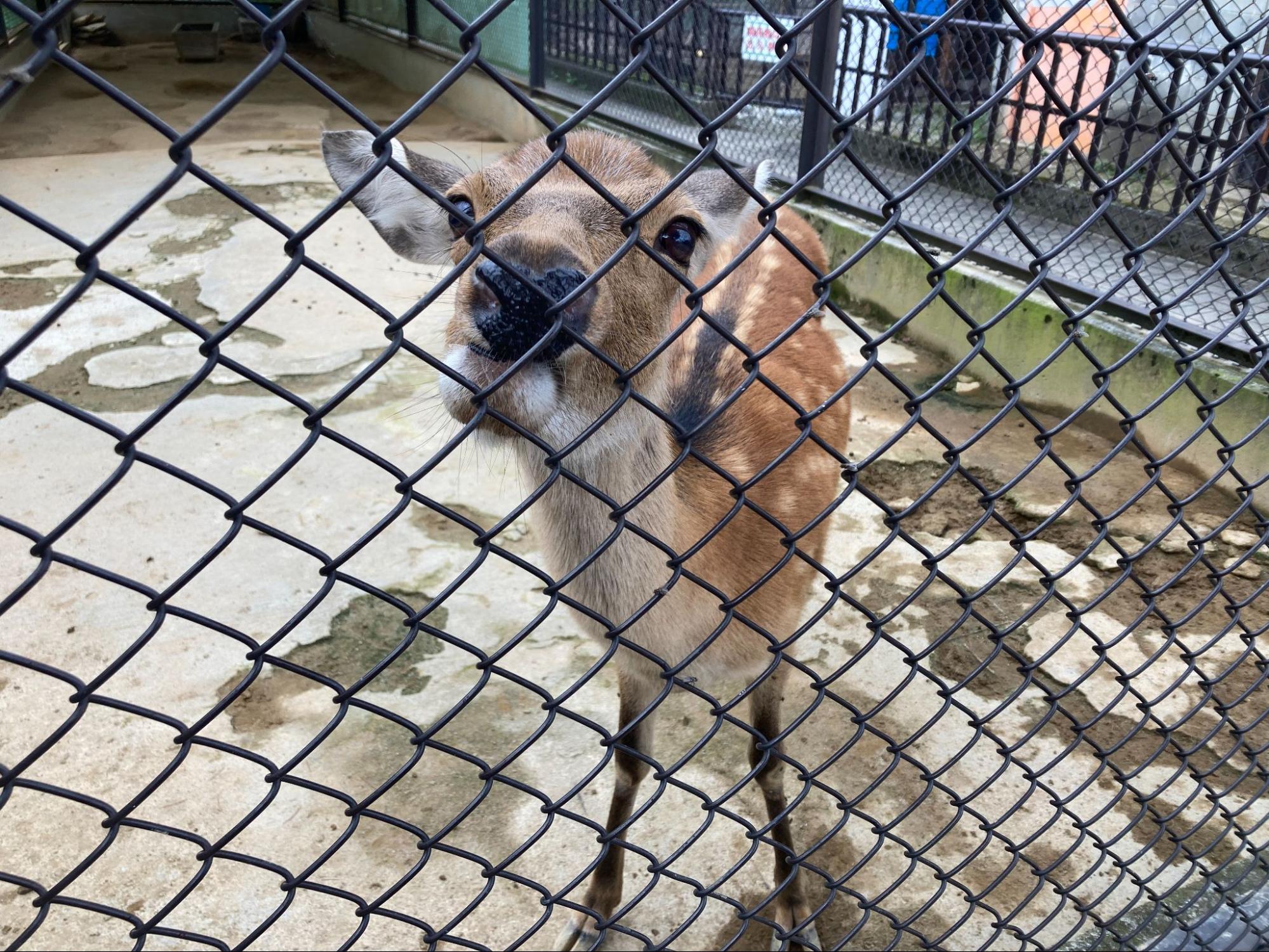 シカの写真